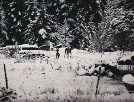 Doe Snow