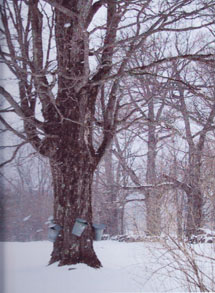 Sap Buckets in Snow