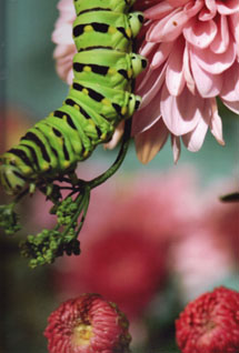 Mr. Swallowtail's Lunch